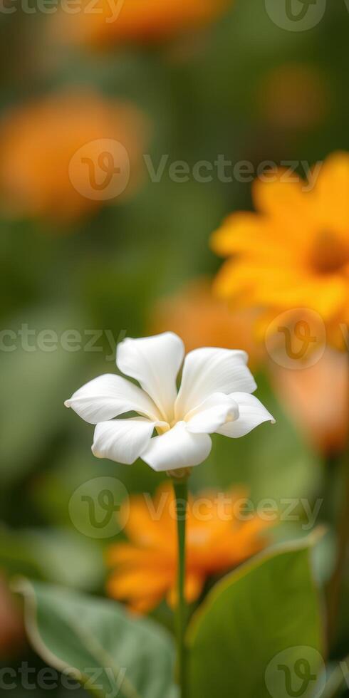 White flower blooming among vibrant orange flowers in a garden during springtime photo