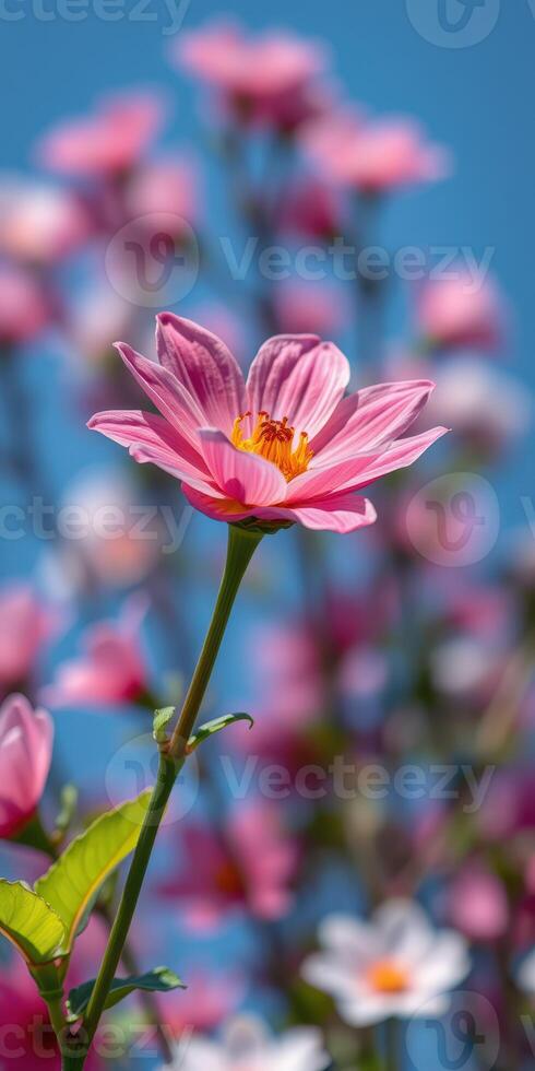 Beautiful pink flower blossoms under clear blue sky during sunny afternoon in a vibrant garden photo