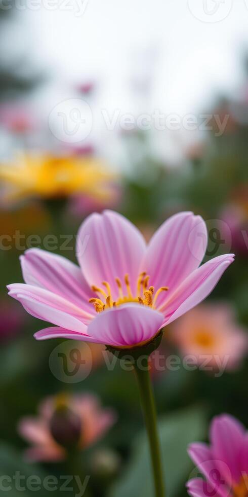 Beautiful pink flower blooming against a blurred colorful garden backdrop during a sunny day photo