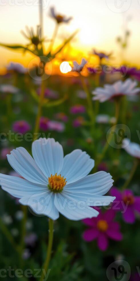 Colorful wildflowers bloom at sunset in a serene field creating a picturesque landscape photo
