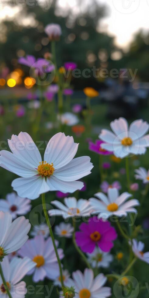 Beautiful wildflowers bloom at sunset creating a colorful landscape in a serene outdoor setting photo