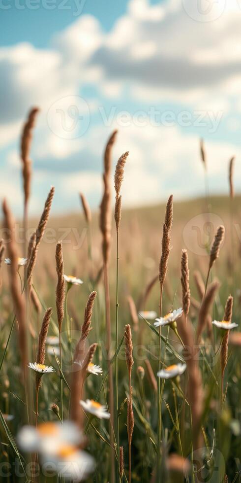 Golden grass and white daisies sway gently under a blue sky with fluffy clouds in a tranquil meadow photo