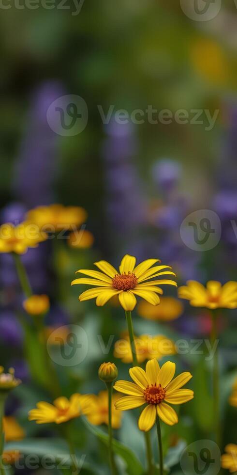 Yellow daisies bloom brightly among vibrant purple flowers during a sunny spring day in a garden photo