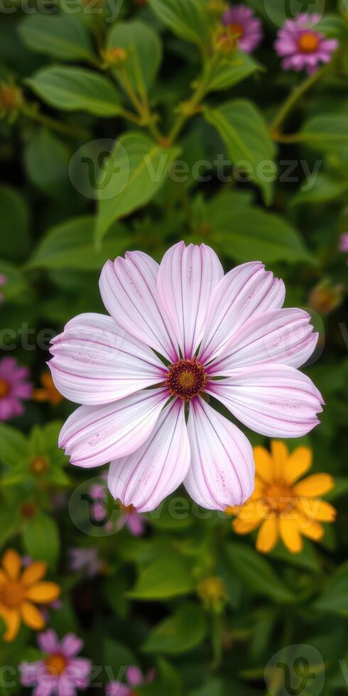 Beautiful pink flower blooming among colorful garden plants during summer afternoon photo