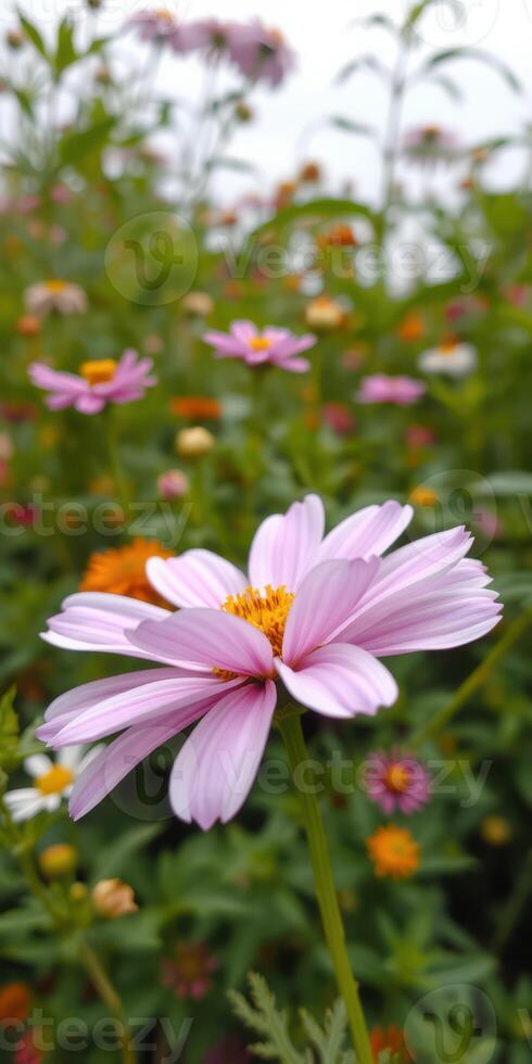 Colorful blooming flowers in a vibrant garden during late spring showcasing diverse flora and bright colors photo