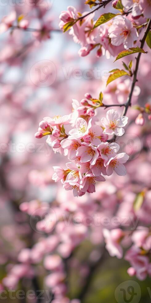 Blossoming cherry trees display vibrant pink flowers in a tranquil spring garden in full bloom photo