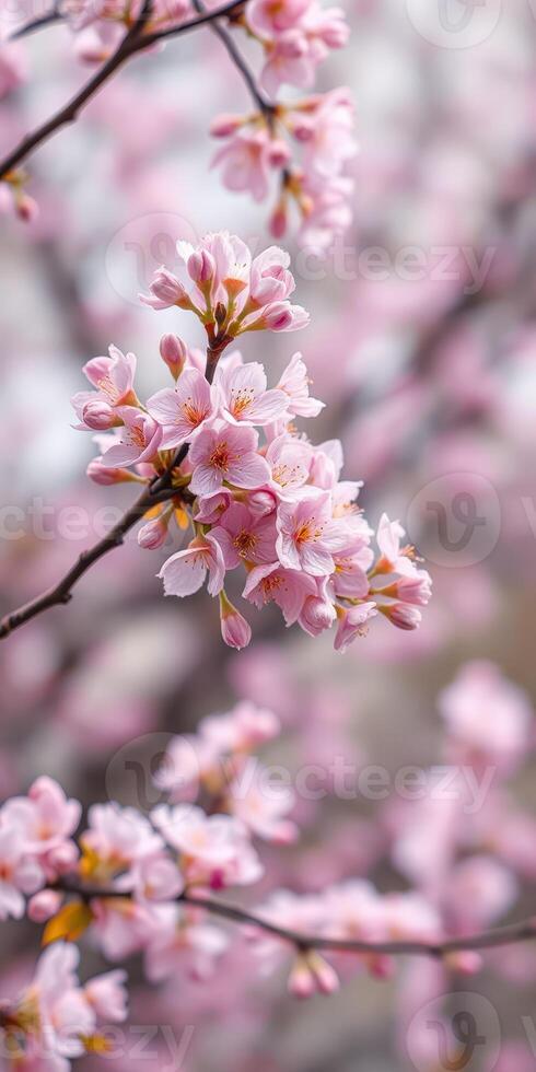 Vibrant cherry blossom trees in full bloom during springtime in a serene park setting photo