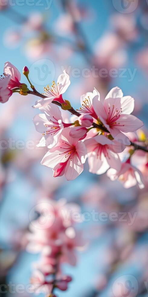 Blossoming cherry tree branches display delicate pink flowers against a bright blue sky in springtime photo
