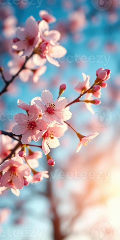 Cherry blossoms bloom in a vibrant spring afternoon with a soft blue sky in the background photo
