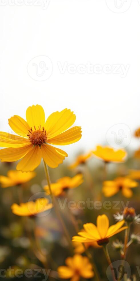 Vibrant yellow flowers blooming in a sunny garden during springtime with a soft blurred background photo