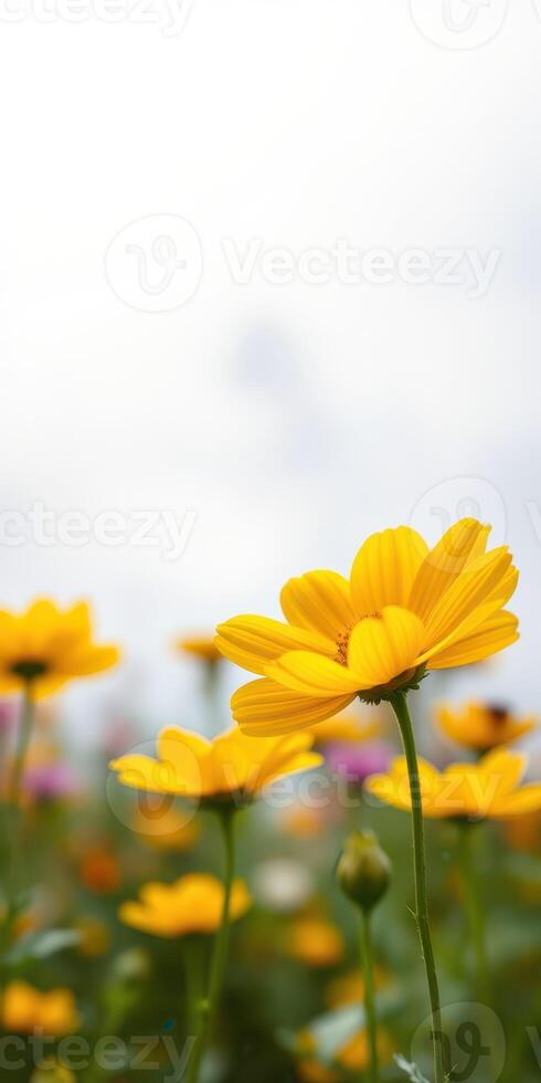 Vibrant yellow flowers bloom in a serene garden under a cloudy sky during late spring photo