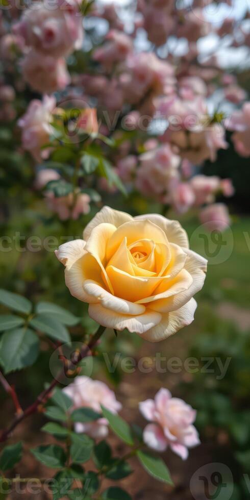 Yellow rose blooming in a garden surrounded by pink flowers during daylight hours photo
