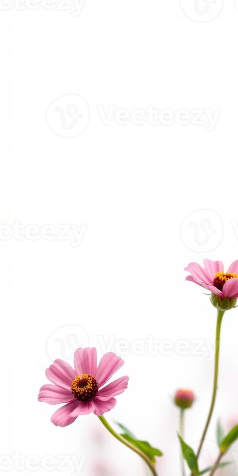 Delicate pink flowers blooming against a soft white background in a serene garden setting during springtime photo