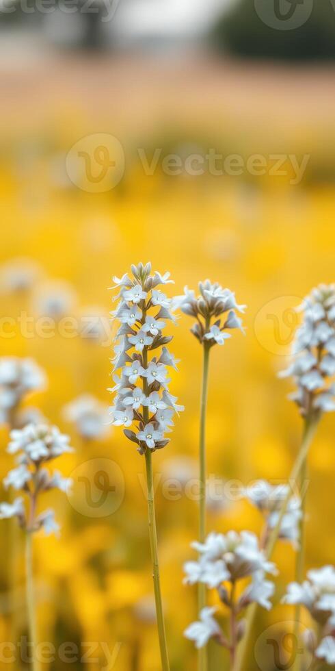Colorful field of white and yellow flowers in full bloom during a sunny day in springtime photo