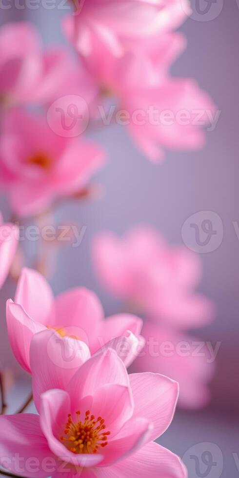 Soft pink magnolia flowers bloom in a serene setting, creating a peaceful atmosphere in springtime photo