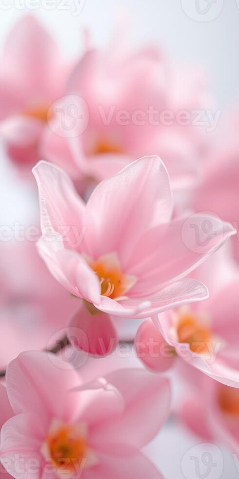 Beautiful pink flowers bloom in soft focus against a light background during spring season photo