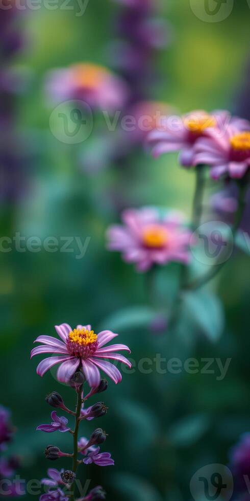 Vibrant pink flowers bloom in a lush garden during the warm afternoon, celebrating nature's beauty photo