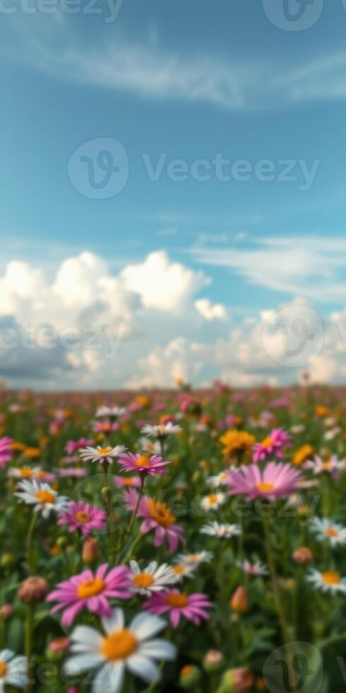 Colorful wildflower field under a bright blue sky with fluffy clouds in the background near a sunny countryside photo