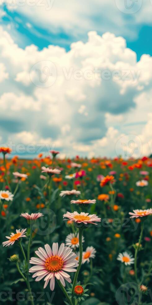 Colorful wildflower field under a blue sky with clouds on a sunny day in springtime photo