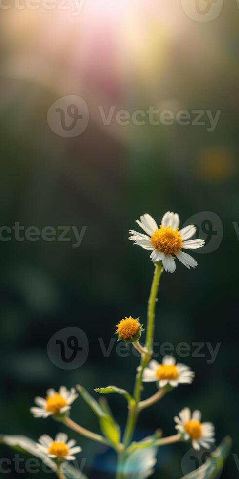 Bright wildflowers blooming in a serene garden during the golden hour of late afternoon photo
