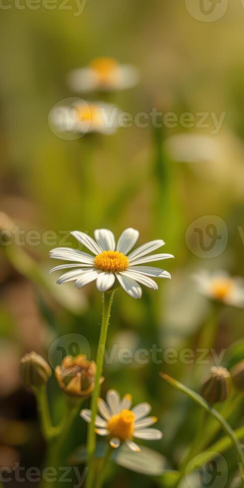 Beautiful daisies blooming in a vibrant green field during a sunny spring afternoon photo