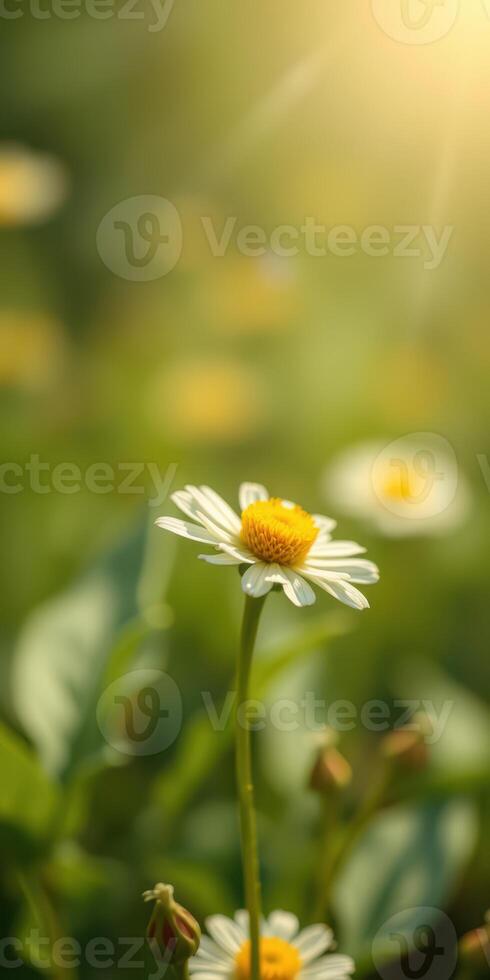 Bright daisies blooming in a sunlit field during springtime photo
