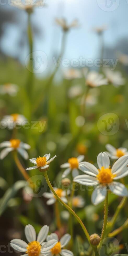 Close-up view of white flowers with yellow centers blooming in a lush green field under bright blue sky photo
