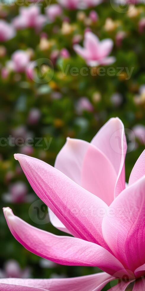 Beautiful pink magnolia flower blooming in a vibrant garden setting during springtime photo