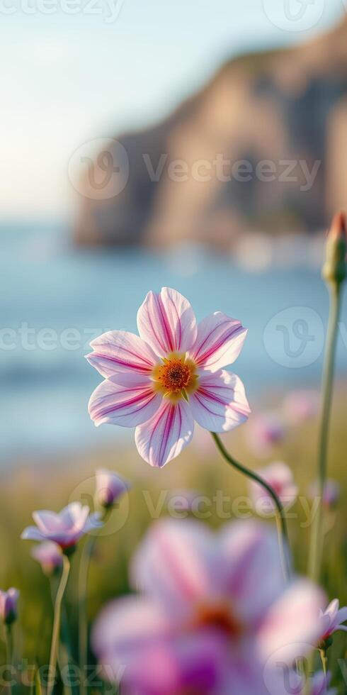 Colorful flower blooms by the shoreline at sunset with soft ocean waves in the background photo