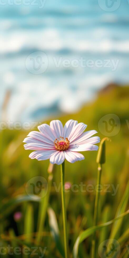 Beautiful daisy blooming near the ocean during golden hour on a warm afternoon photo