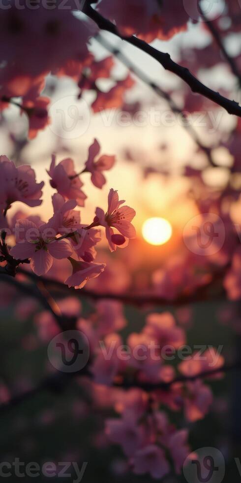 Blossoming cherry tree at sunset with warm colors illuminating the sky and flowers in delicate bloom photo