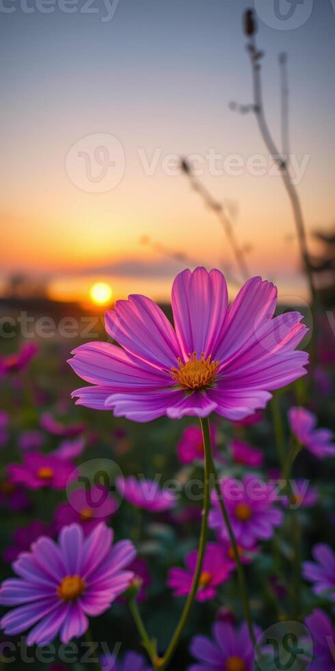 Beautiful flowers blooming at sunset in a vibrant meadow with soft colors across the sky photo