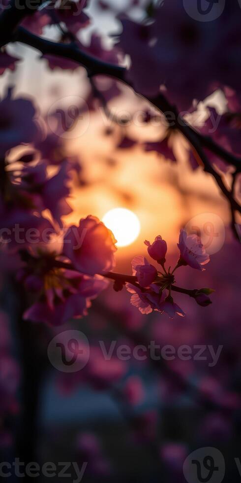 Beautiful sunset filtering through cherry blossom branches in springtime garden photo
