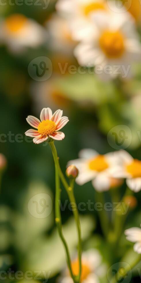 Bright daisies bloom in a sunny garden during spring while others create a colorful backdrop of nature photo