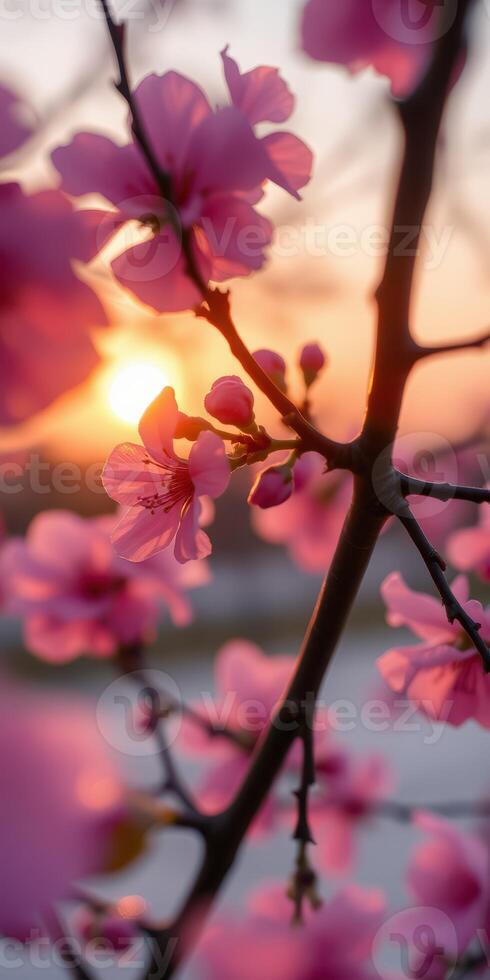Sunset blossoms illuminate a serene landscape with vibrant pink cherry flowers in full bloom photo