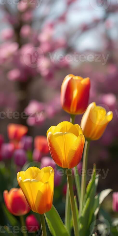 Bright yellow and red tulips bloom in a vibrant spring garden filled with colorful blossoms photo