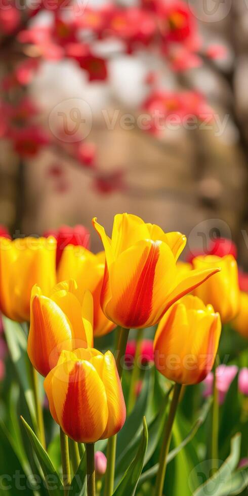 Vibrant tulips bloom in spring garden filled with colorful flowers under soft sunlight photo