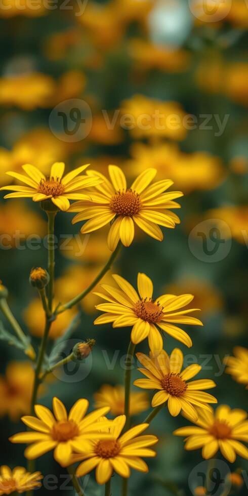 Beautiful field of vibrant yellow flowers in full bloom during sunny afternoon in a garden photo