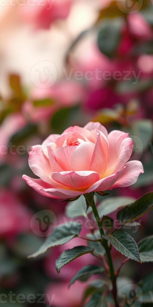 Beautiful pink rose blooming in a vibrant garden filled with colorful flowers and lush green foliage photo