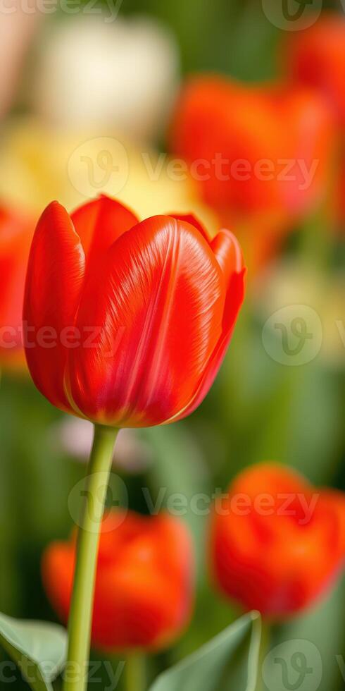 Vibrant red tulip stands out among a colorful flower garden in springtime bloom photo