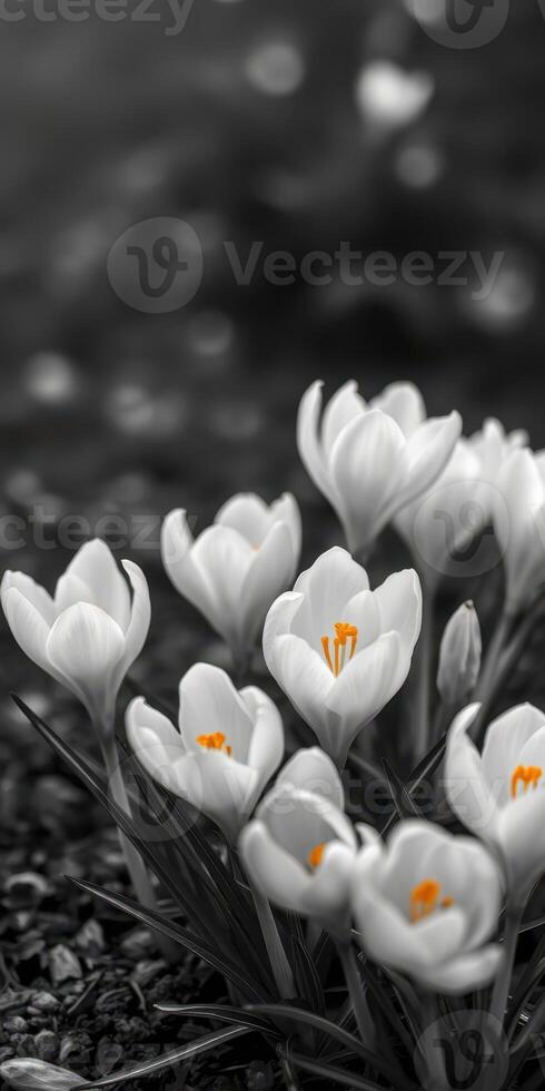 White crocuses with vibrant orange centers bloom in a garden during early spring photo
