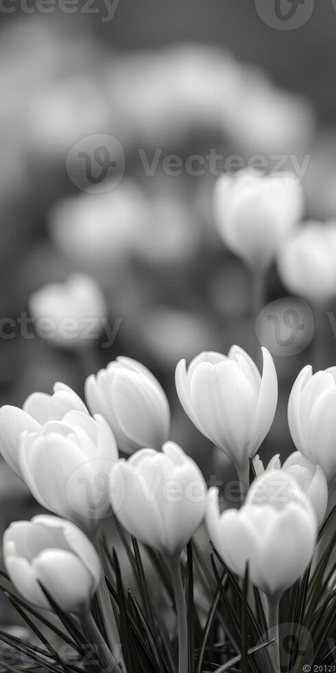 White tulips blooming in a monochrome garden during early spring with soft focus background photo
