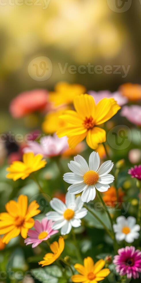 Colorful spring flowers bloom in a garden with vibrant petals in various shades under soft sunlight photo