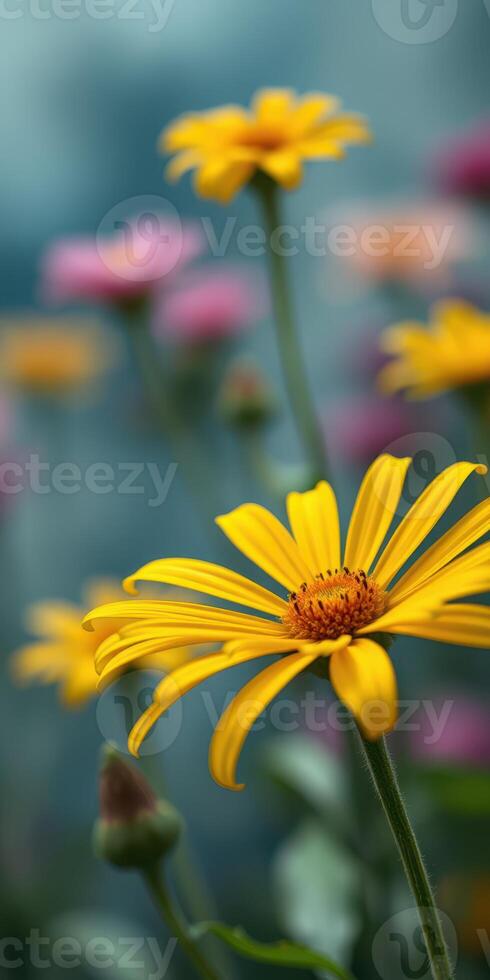 Beautiful yellow daisy stands out among colorful flowers in a vibrant garden under soft daylight photo