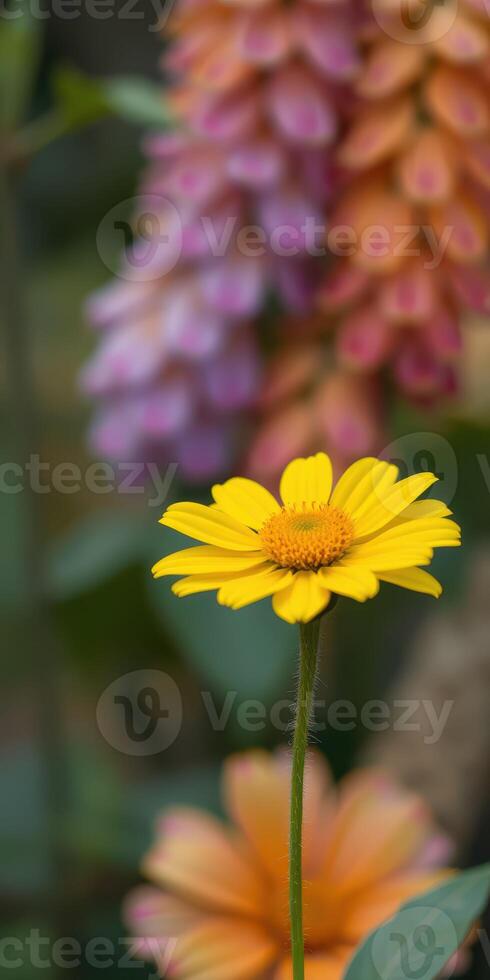 Beautiful yellow flower stands out against a colorful blurred background of blooming flora in a garden during spring photo