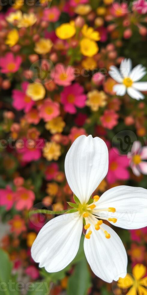 Beautiful white flower blooms amidst vibrant colorful flowers in a garden during springtime photo