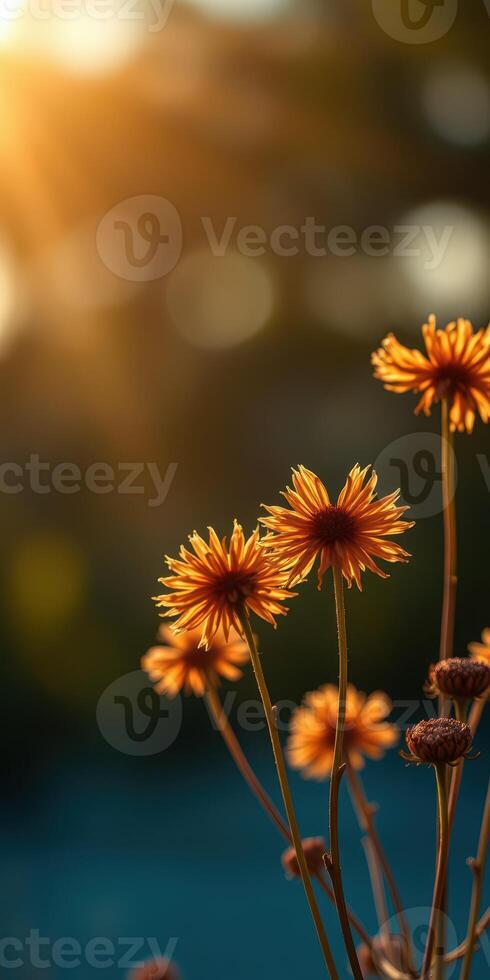 Golden flowers basking in warm sunlight during a serene evening in nature photo