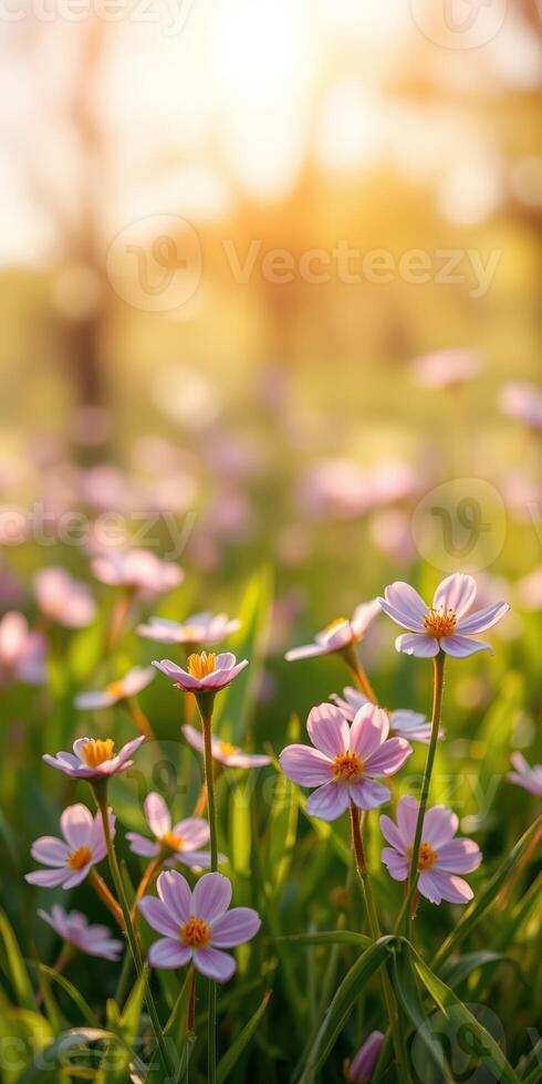 Delicate pink flowers bloom in a sunlit meadow during springtime in a serene park photo