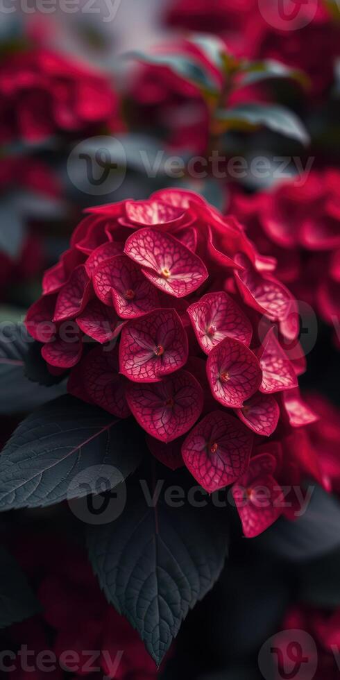 Vibrant red hydrangea blooms surrounded by dark green leaves in a garden setting photo