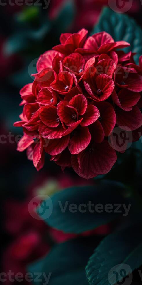 Vibrant red hydrangea blooms surrounded by dark green foliage in a garden setting during spring photo